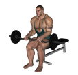 Reverse Curl - EZ Bar Seated